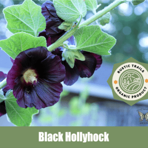 Black Hollyhock (Alcea rosea):